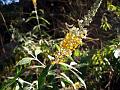 Madagascar Butterfly Bush